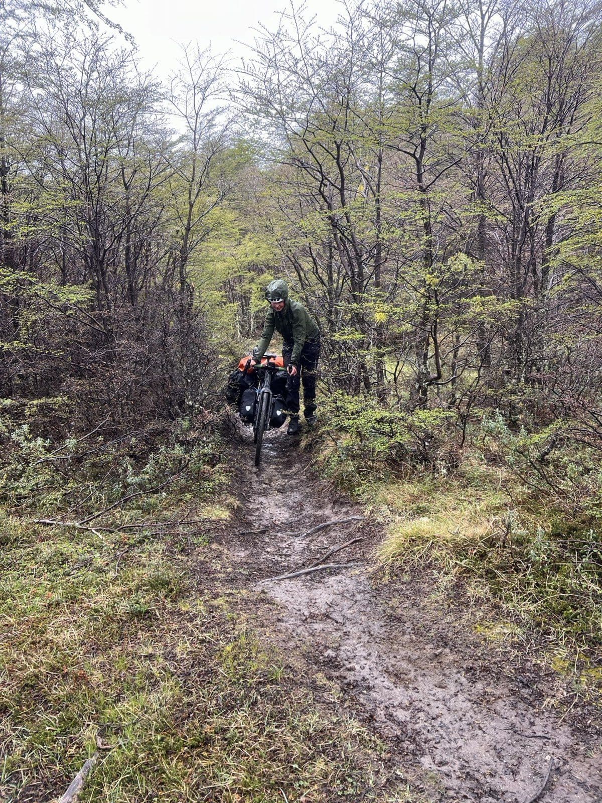 Bosque de lenga en los alrededores de Villa O'Higgins